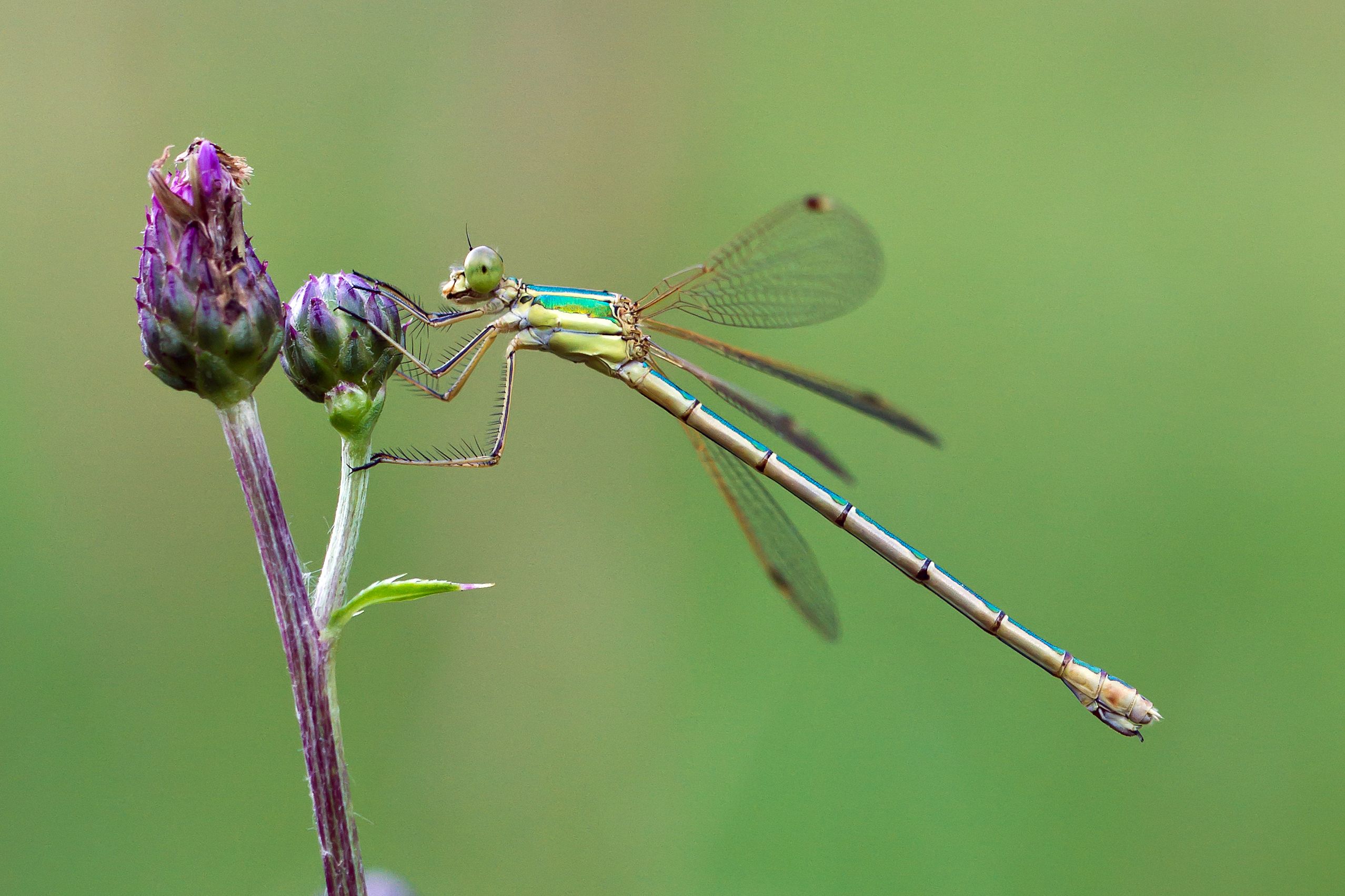 Frank Hollenbach  / pixelio.de